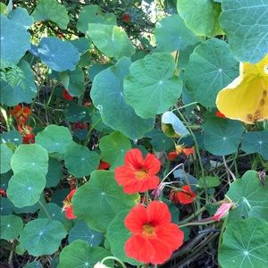 Meet your Posher, Vidalia